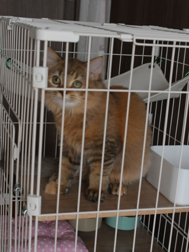 ケージの中の子猫。オリーブ色の瞳とチンチラゴールデンの毛色のミヌエット。