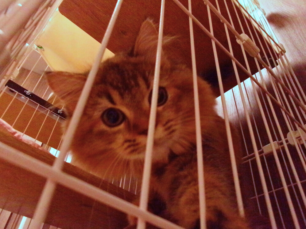 ケージの中の子猫。オリーブ色の瞳とチンチラゴールデンの毛色のミヌエット。