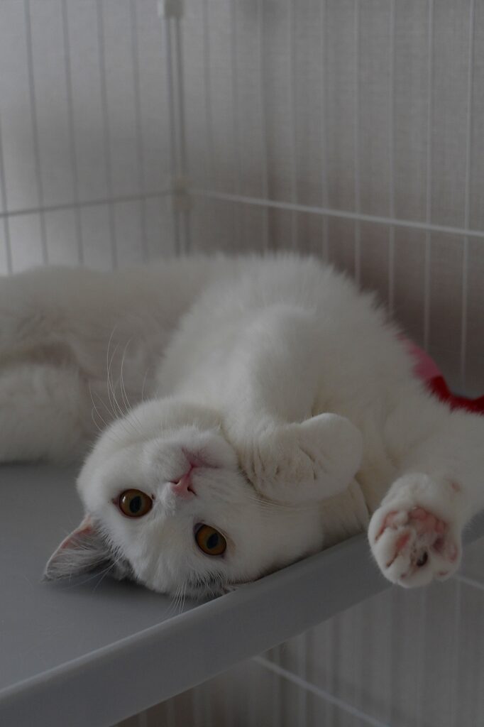 棚の上で仰向けになり、前足を胸の前で軽く丸めてこちらを見る白い猫。ピンクの肉球と丸い目が愛らしい表情をしている。
