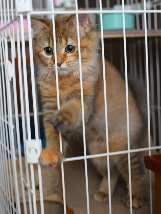 白いケージの前に立ち、前足を柵にかけながらこちらを見つめる茶色の長毛の子猫。丸い目で好奇心いっぱいの表情をしている。