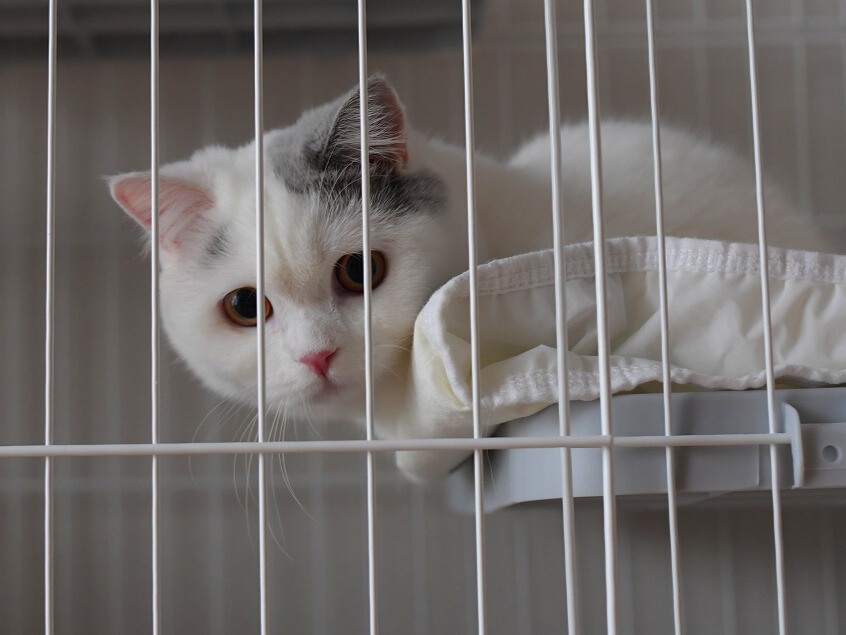 ケージの中で棚に寝そべり、柵の間からこちらをじっとのぞく白い猫。灰色の模様が耳と額に入り、落ち着いた表情をしている。