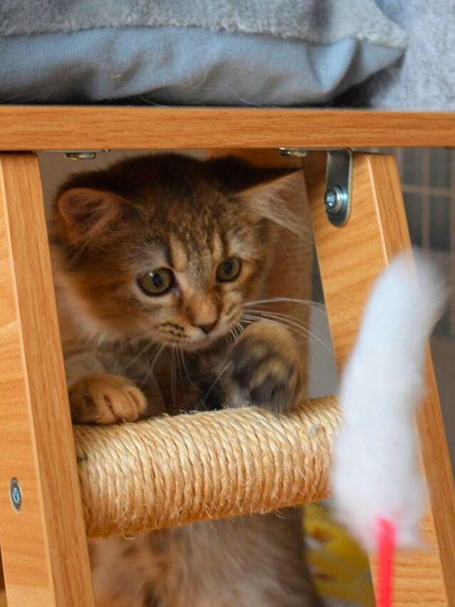 チンチラゴールデンの毛色、オリーブ色の瞳のミヌエット子猫。猫じゃらしに興味津々の子猫。