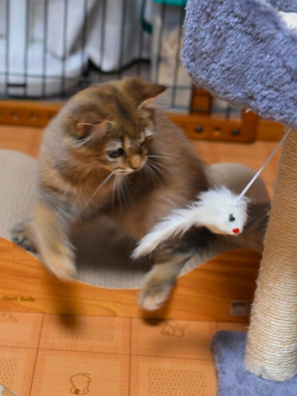 チンチラゴールデンの毛色、オリーブ色の瞳のミヌエット子猫。猫じゃらしに興味津々の子猫。