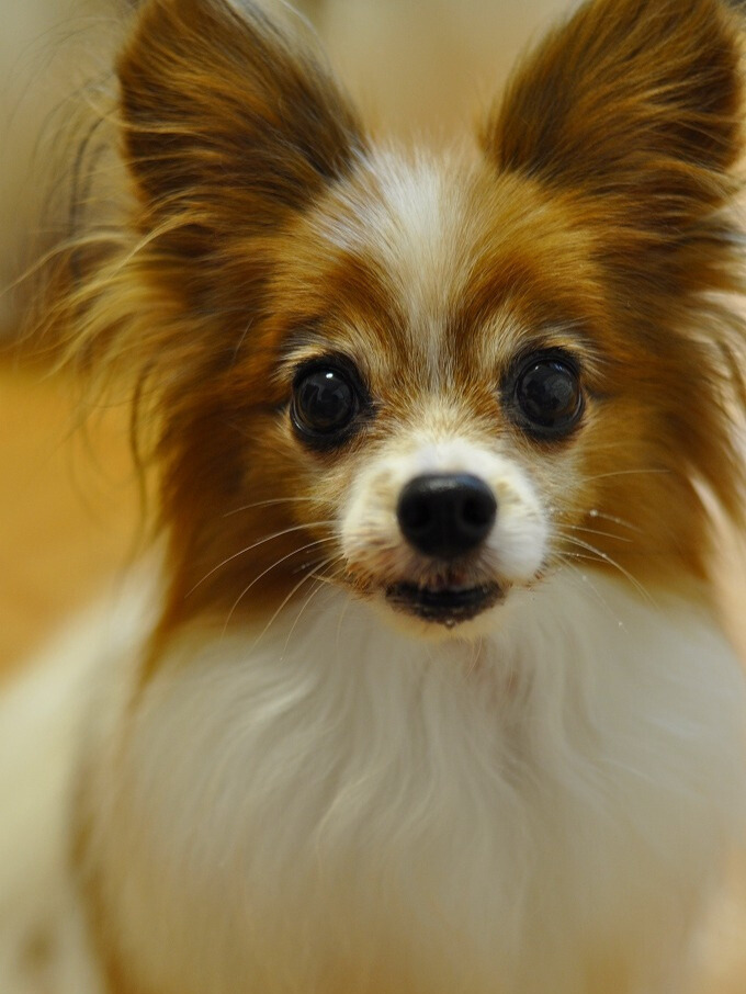 ふわふわの毛並みが美しいパピヨン。大きな耳とつぶらな瞳が印象的です。