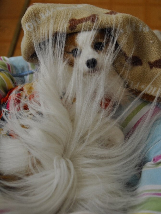 真冬。ベッドでくつろぐパピヨン。尻尾の毛が静電気でふわりと広がっています。