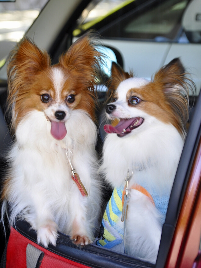 車の中で仲良く並ぶ2匹のパピヨン。笑顔でおでかけを楽しんでいます。