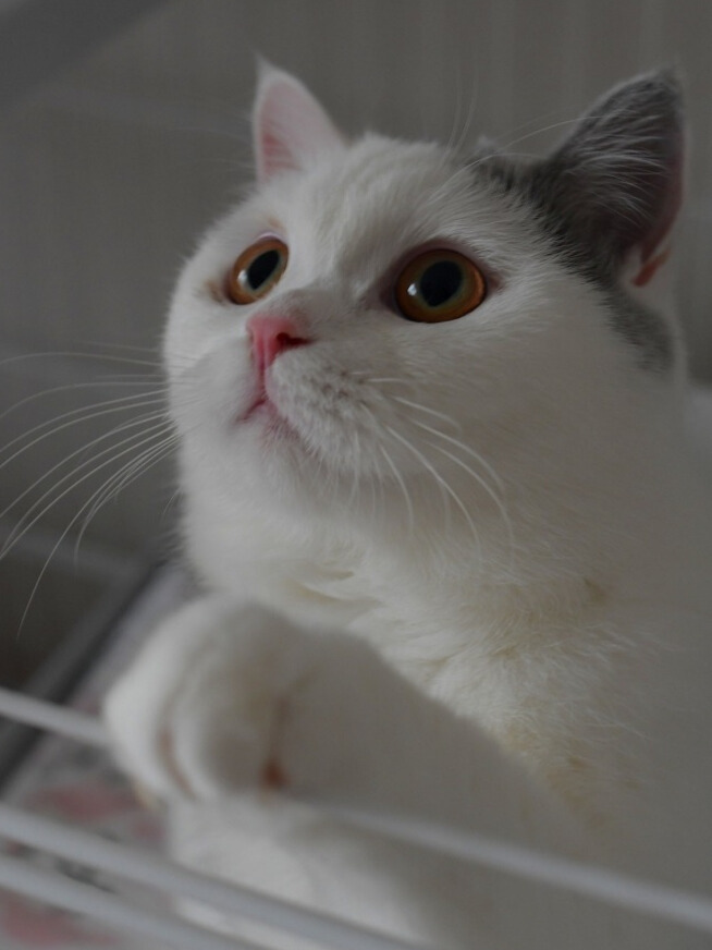 まんまるな目がかわいい白い猫。ケージの中から興味津々に見上げています。