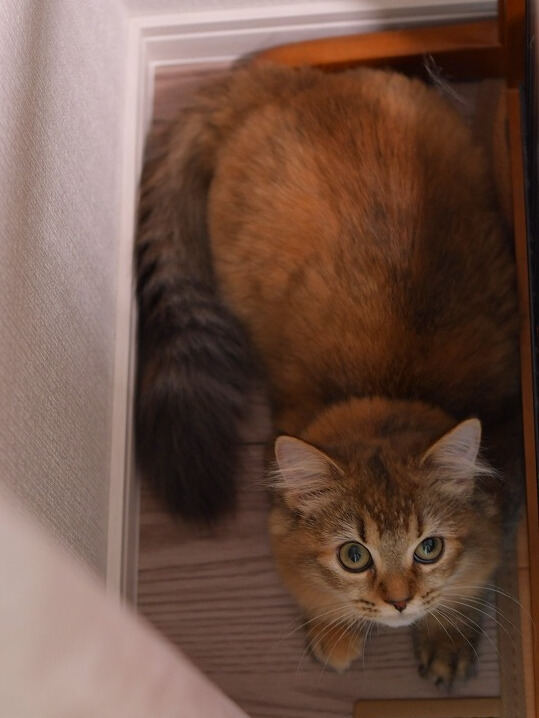 ふわふわの毛と太いしっぽが特徴のミヌエットの子猫。オリーブ色の瞳でじっとこちらを見つめています。