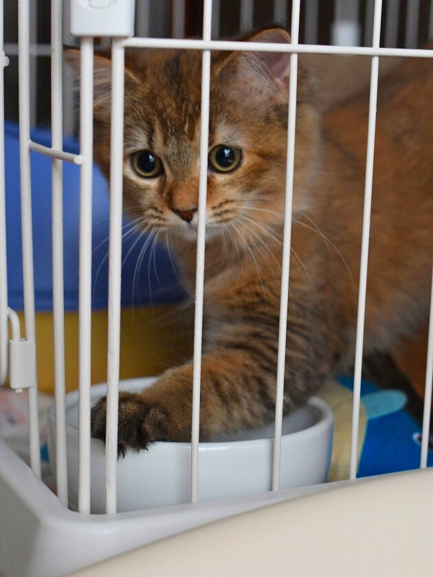 ケージの中で、水入れに前足を入れている子猫が、驚いたようなまん丸の目でこちらを見ている様子。