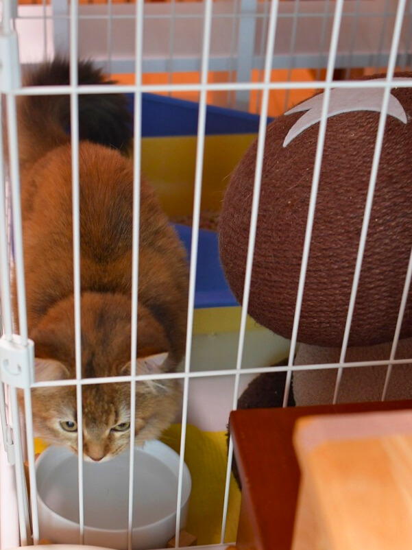 ケージの中で、水入れに顔を近づけてのぞき込んでいる子猫。背中を丸め、真剣な表情で水面を確認している。