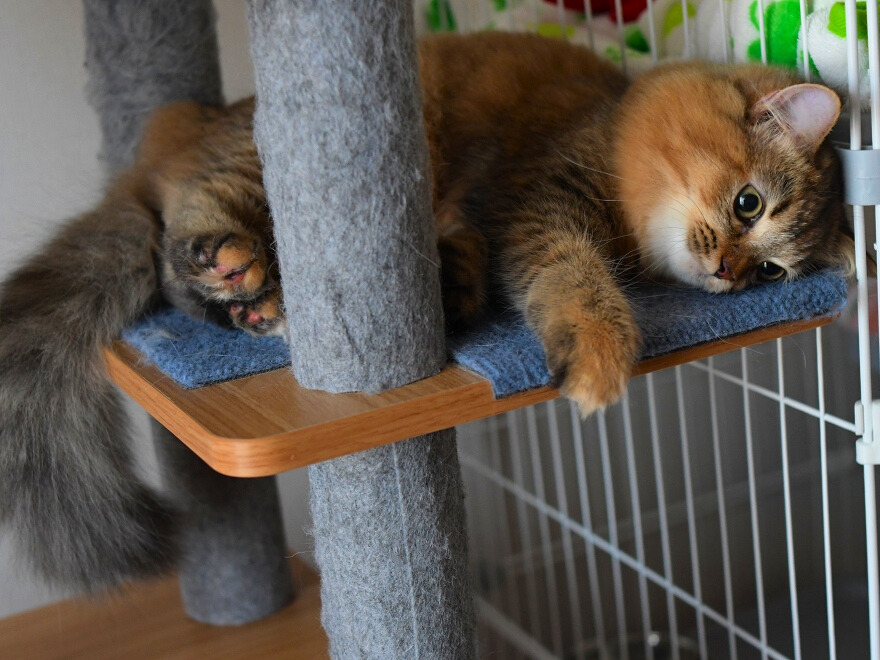 キャットタワーで一休みしているミヌエットの子猫。チンチラゴールデンの毛色、オリーブ色の瞳。