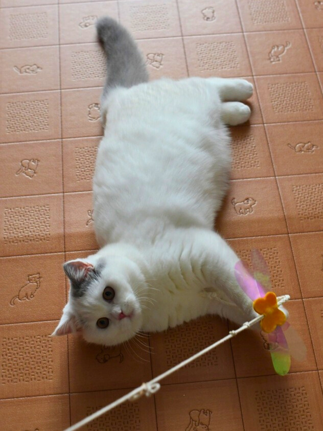 ミヌエットの白猫が仰向け気味の体勢で蝶形のおもちゃをしっかり押さえている様子。