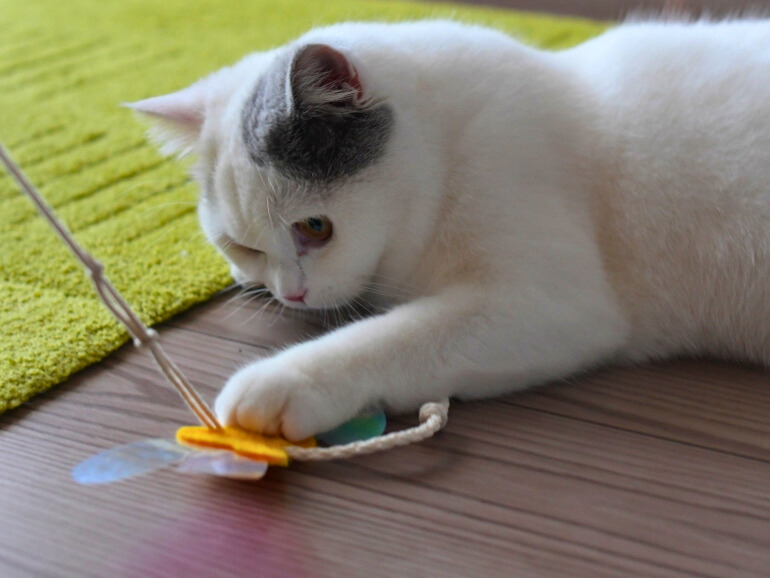 ミヌエットの白猫が前足で蝶の形のおもちゃをつかみ、真剣に見つめている様子。
