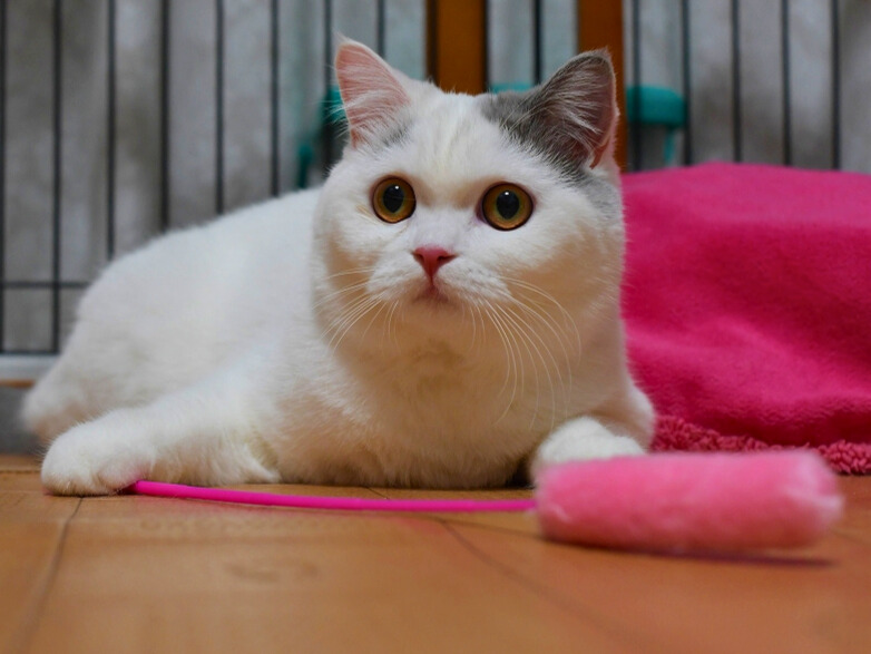 ピンクの猫じゃらしの前で伏せてこちらを見つめるミヌエットの白猫の写真。