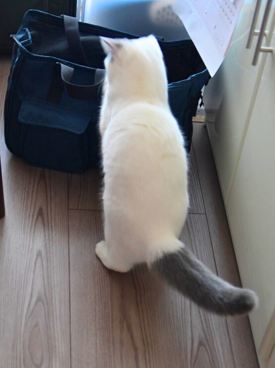 床に置かれたバッグの前で、後ろ姿の白い猫(ミヌエット)が中をのぞき込んでいる様子