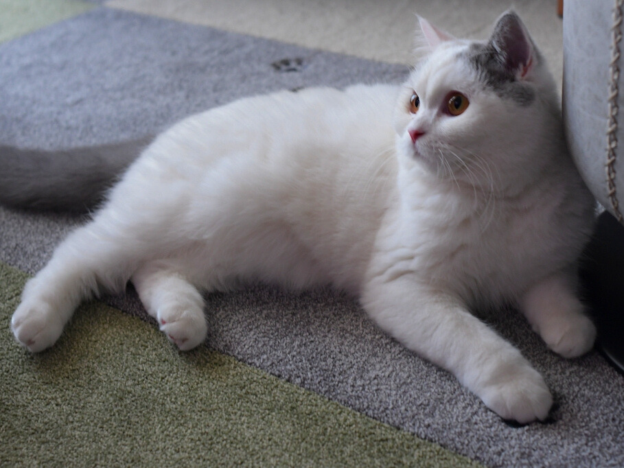 ラグの上に横になり、穏やかな表情で前方を見る白い猫(ミヌエット)の様子