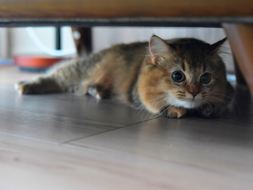 床に伏せ、家具の下からこちらを見つめる猫。大きな瞳で警戒しながら様子をうかがっている姿。