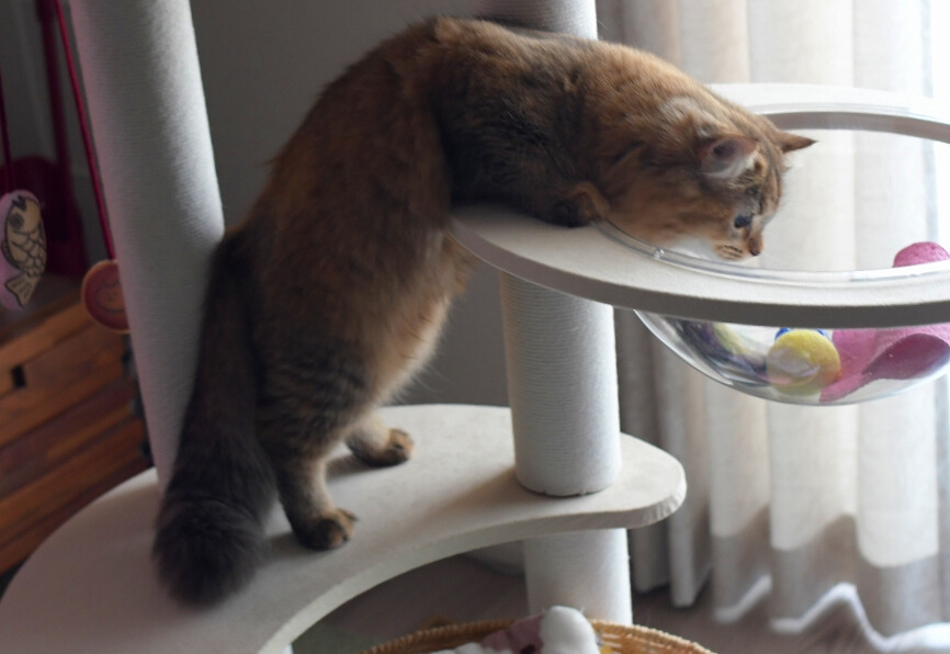 キャットタワーの上段に体を預け、前方をじっと見つめる猫。後ろ足は下段に残したまま身を伸ばしている。