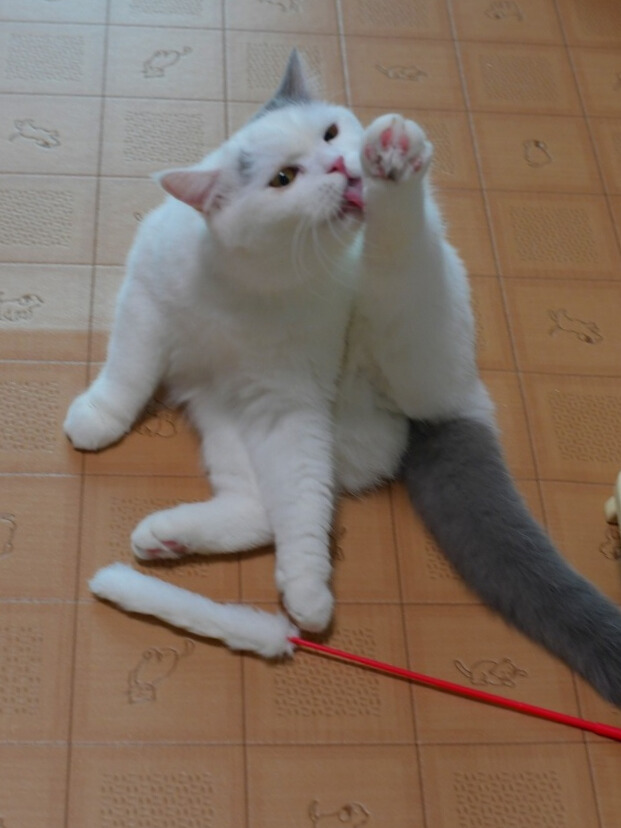 床に座って前足を舐めている白い猫・ミヌエットの実写写真。額と尾にグレーの模様がある。