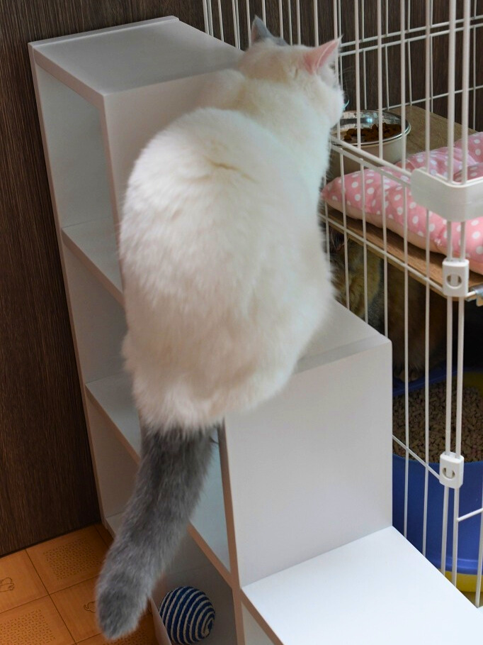 棚の上に乗り、ケージの中に置かれたフードボウルを覗き込む白猫の後ろ姿