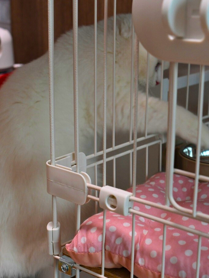 ケージの柵に顔を押し当て、前足を伸ばして中のごはんに近づこうとする白い猫