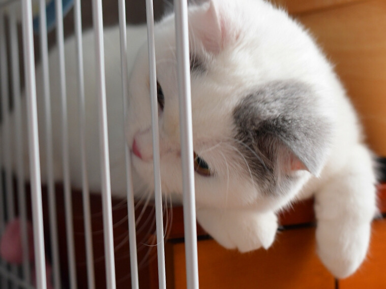 ケージの柵に顔を近づけ、中にあるフードボウルをじっと見つめる白い猫