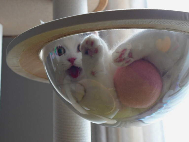 透明なボウル型ベッドの下から見た白猫の姿。肉球をこちらに向け、丸い目で下を覗き込んでいる。