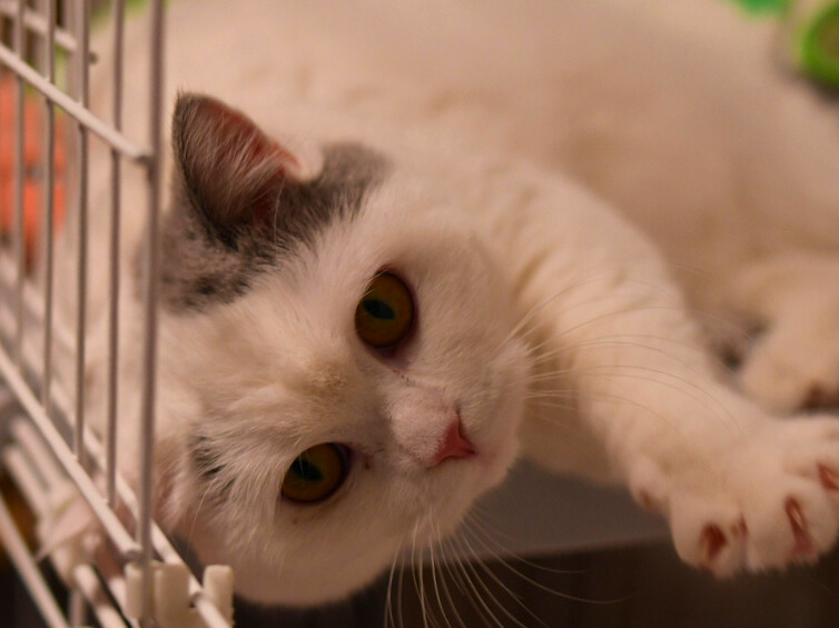 ケージの中で寝そべりながら、顔を近づけてこちらを見つめる白猫。大きな目とピンク色の鼻が印象的。