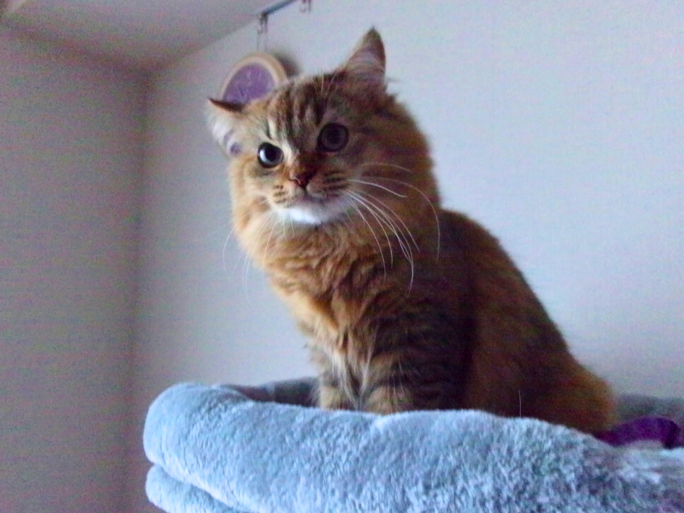 キャットタワー最上段のベッドに座り、少し緊張した表情でこちらを見つめる金茶猫（ミヌエット）。