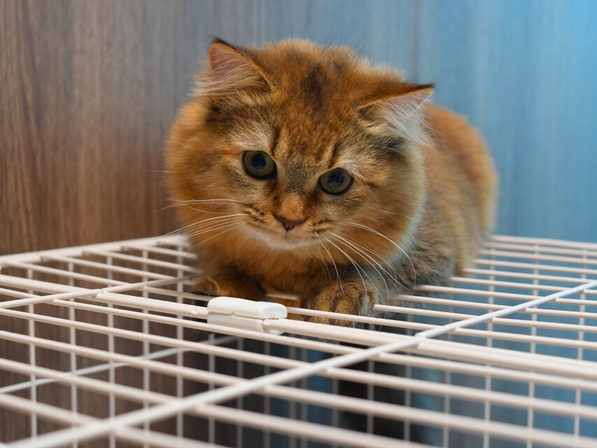 ケージの屋根の上に伏せ、耳を立てて前方をじっと見つめる金茶猫（ミヌエット）。