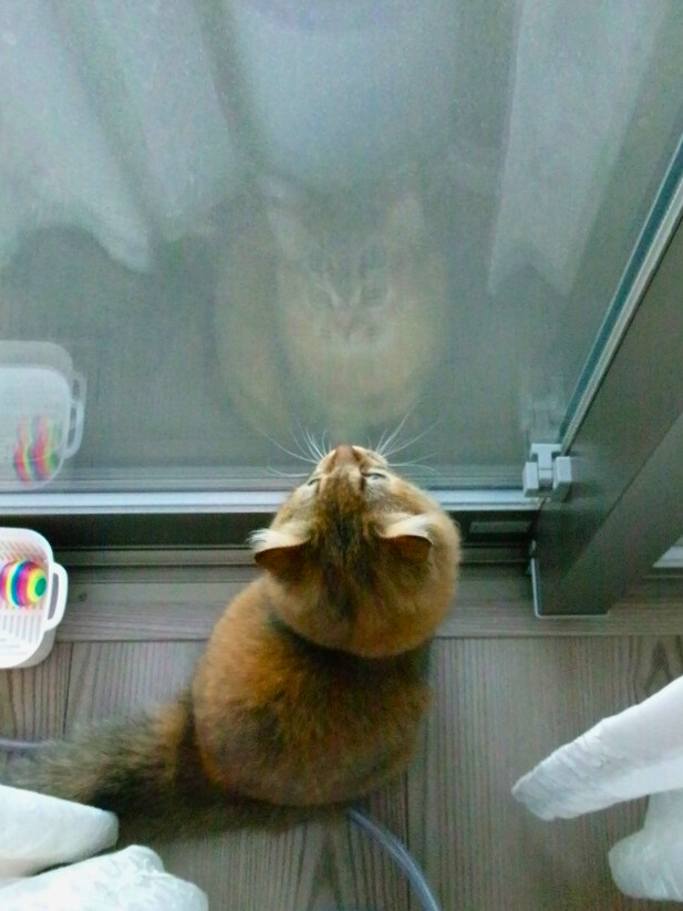 窓辺に座り、顔を上に向けて見上げている金茶色の長毛猫（ミヌエット）。ガラス越しの光を静かに見つめている様子。