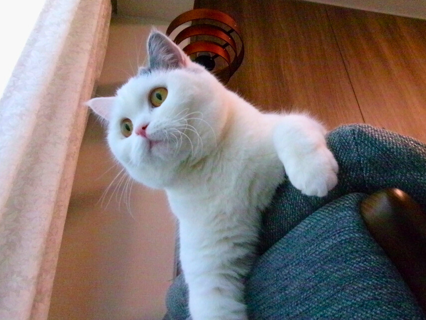 ソファの背もたれに前足をかけ、少し首をかしげながら下を見下ろす白猫（ミヌエット）。