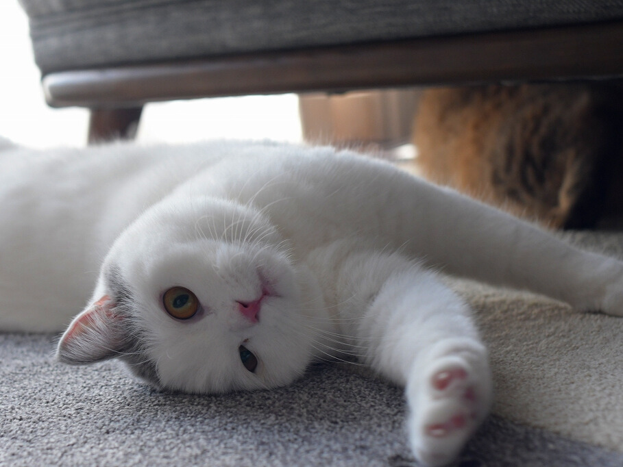 リビングの床で横になり、前足を伸ばしてくつろぐ白猫（ミヌエット）の穏やかな様子