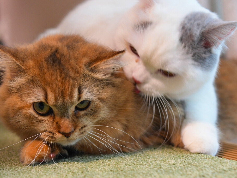 金茶色の猫に寄り添い、顔まわりを丁寧にグルーミングする白猫の仲睦まじい様子。ミヌエット姉妹。