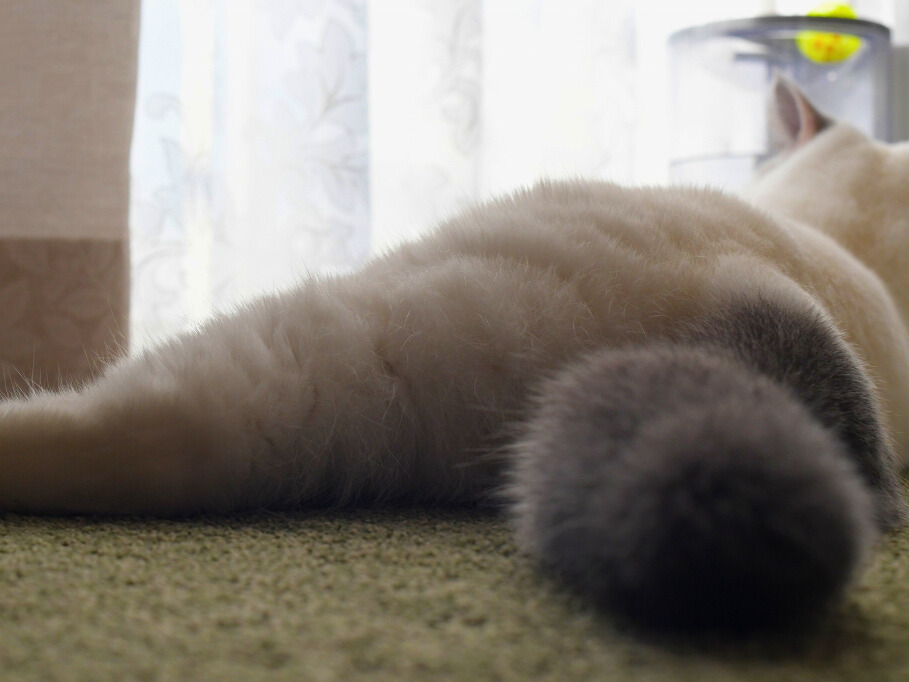 カーペットの上にうつ伏せで寝そべる白猫(ミヌエット)の後ろ姿。手前にふわふわの丸いしっぽが大きく写っている。