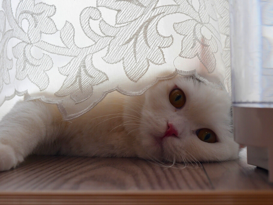 レースカーテンの裾の下で横になり、床に頬をつけてこちらを見つめる白猫(ミヌエット)。やわらかな光が差し込む室内。