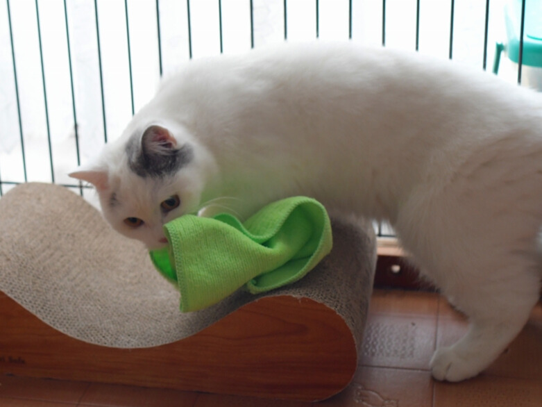 爪とぎの上で、緑色のふきんを咥えて噛みつく白猫の様子