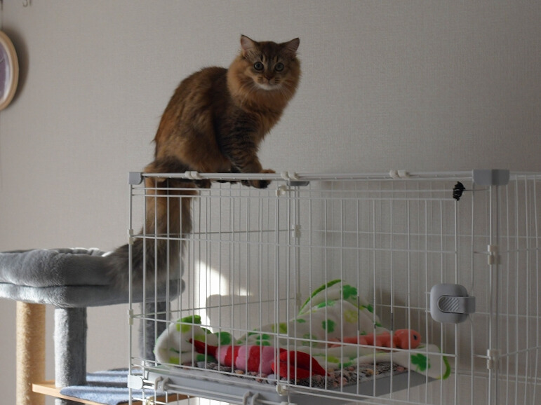 白いケージの上に座り、部屋を見下ろす長毛の金茶色い猫(ミヌエット)。しっぽを垂らし、真剣な表情でこちらを見ている。