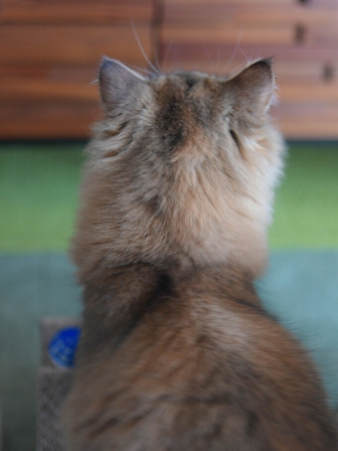 室内で前を見つめる長毛の金茶色い猫(ミヌエット)の後ろ姿。ふわふわの毛並みと耳がはっきり見える構図。