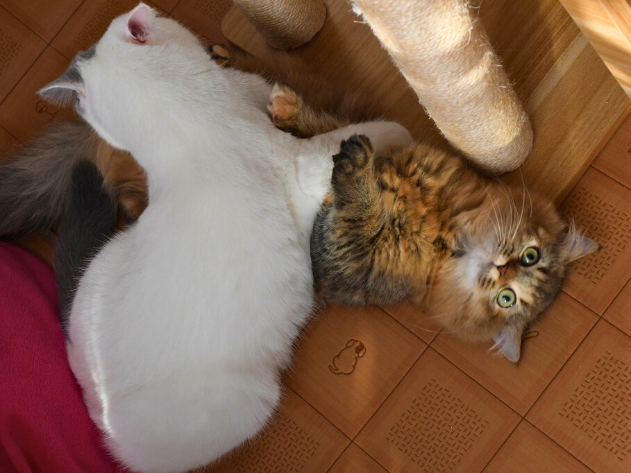 床の上で横になる白猫(ミヌエット)と、その隣で仰向け気味に寝転ぶ金茶猫(ミヌエット)の様子