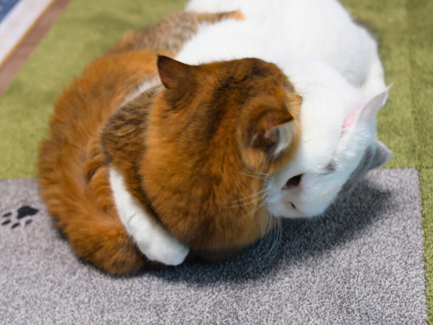 白猫(ミヌエット)と金茶猫(ミヌエット)が体を丸めて密着しながらくつろいでいる様子
