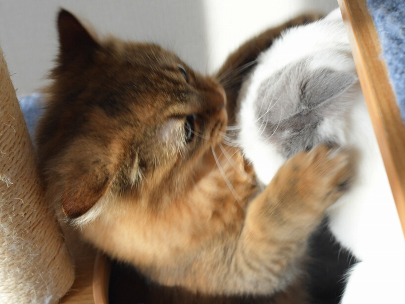 キャットタワーの穴から顔を出す金茶猫(ミヌエット)と、上段にいる白猫(ミヌエット)が見つめ合っている様子