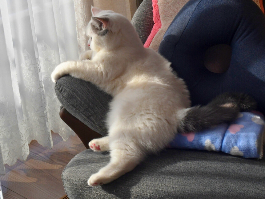 窓辺のソファに横たわり、前足をアームに乗せて外を見つめる白猫（ミヌエット）。やわらかな日差しが差し込んでいる。
