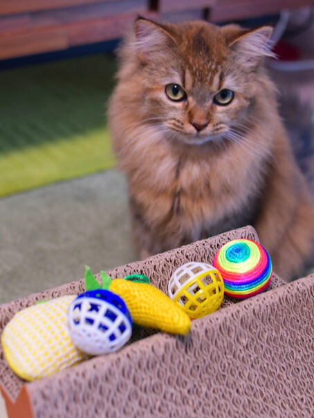 複数のおもちゃが並ぶ前で、じっと見つめる長毛の金茶色い猫（ミヌエット）。