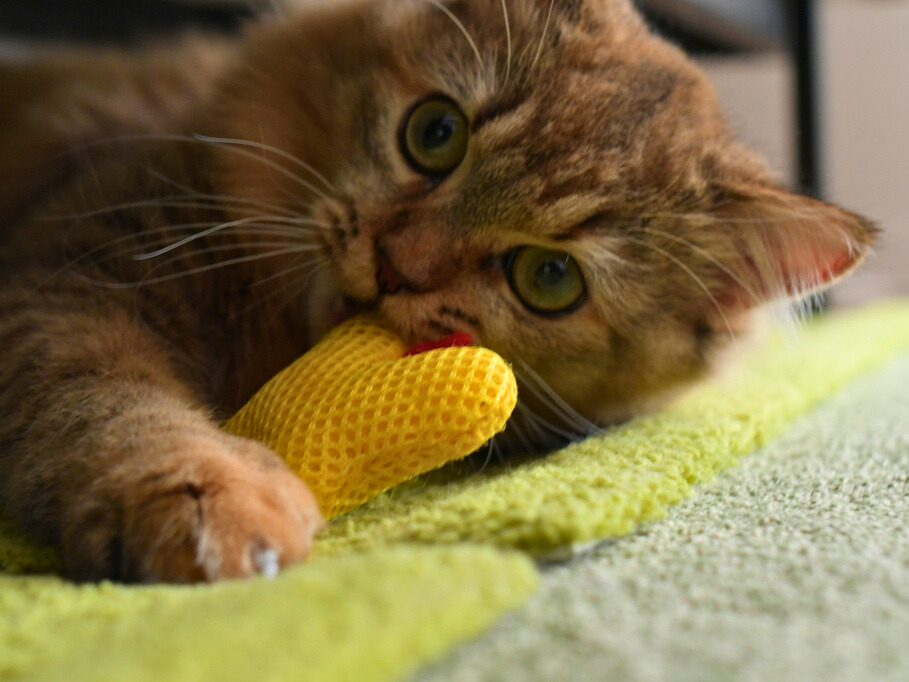 黄色い蝶のおもちゃを口でくわえながらカメラを見つめる金茶猫（ミヌエット）のクローズアップ。
