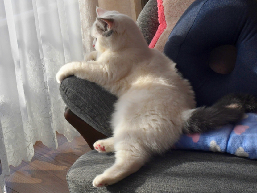 ソファに腰かけるように座り、窓の外を眺める白猫(ミヌエット)の後ろ姿