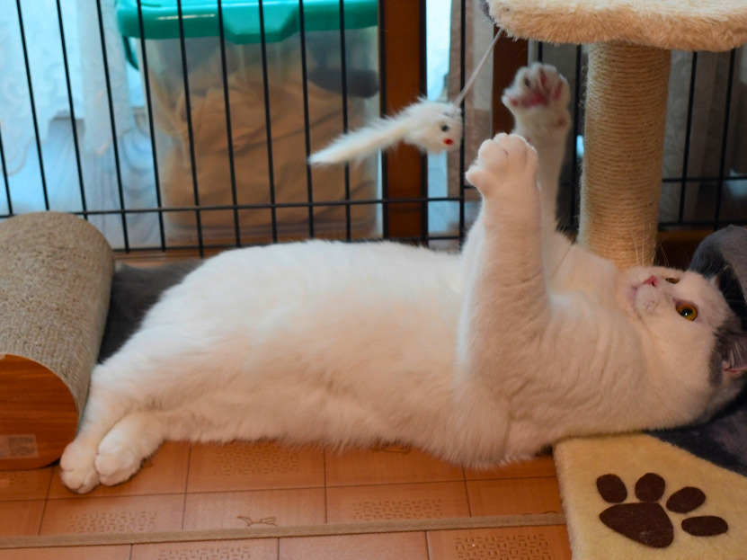 床に寝転びながらおもちゃにじゃれる白猫(ミヌエット)の様子