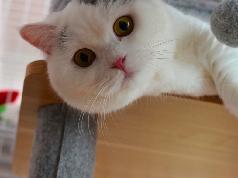 キャットタワーから顔をのぞかせ、じっとこちらを見る白猫(ミヌエット)のアップ