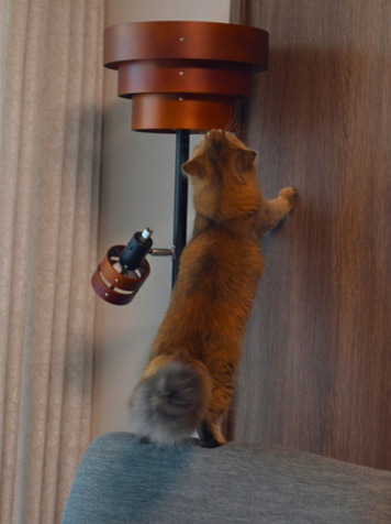 ソファの上から立ち上がり、壁際のライト付近を興味深そうに見上げる金茶色い長毛猫（ミヌエット）