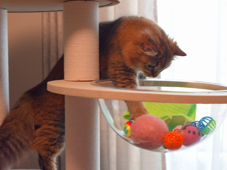 キャットタワーの透明ボウル部分に入ったカラフルなおもちゃに前足を伸ばして遊ぶ金茶色い長毛猫（ミヌエット）